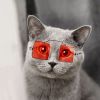 Cute Dog cat Glasses Pet Goggles Glasses Suitable For Puppy Cat Photo Props