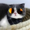 Cute Dog cat Glasses Pet Goggles Glasses Suitable For Puppy Cat Photo Props