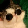 Cute Dog cat Glasses Pet Goggles Glasses Suitable For Puppy Cat Photo Props