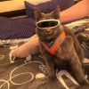 Pet Goggles Sunglasses Photography Props Pet Accessories