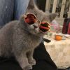 Cute Dog cat Glasses Pet Goggles Glasses Suitable For Puppy Cat Photo Props